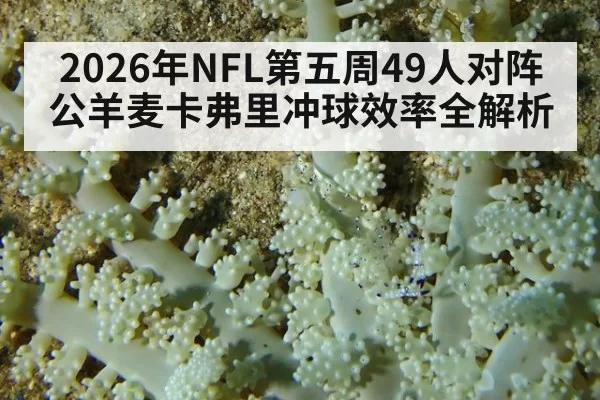 2026年NFL第五周49人对阵公羊麦卡弗里冲球效率全解析
